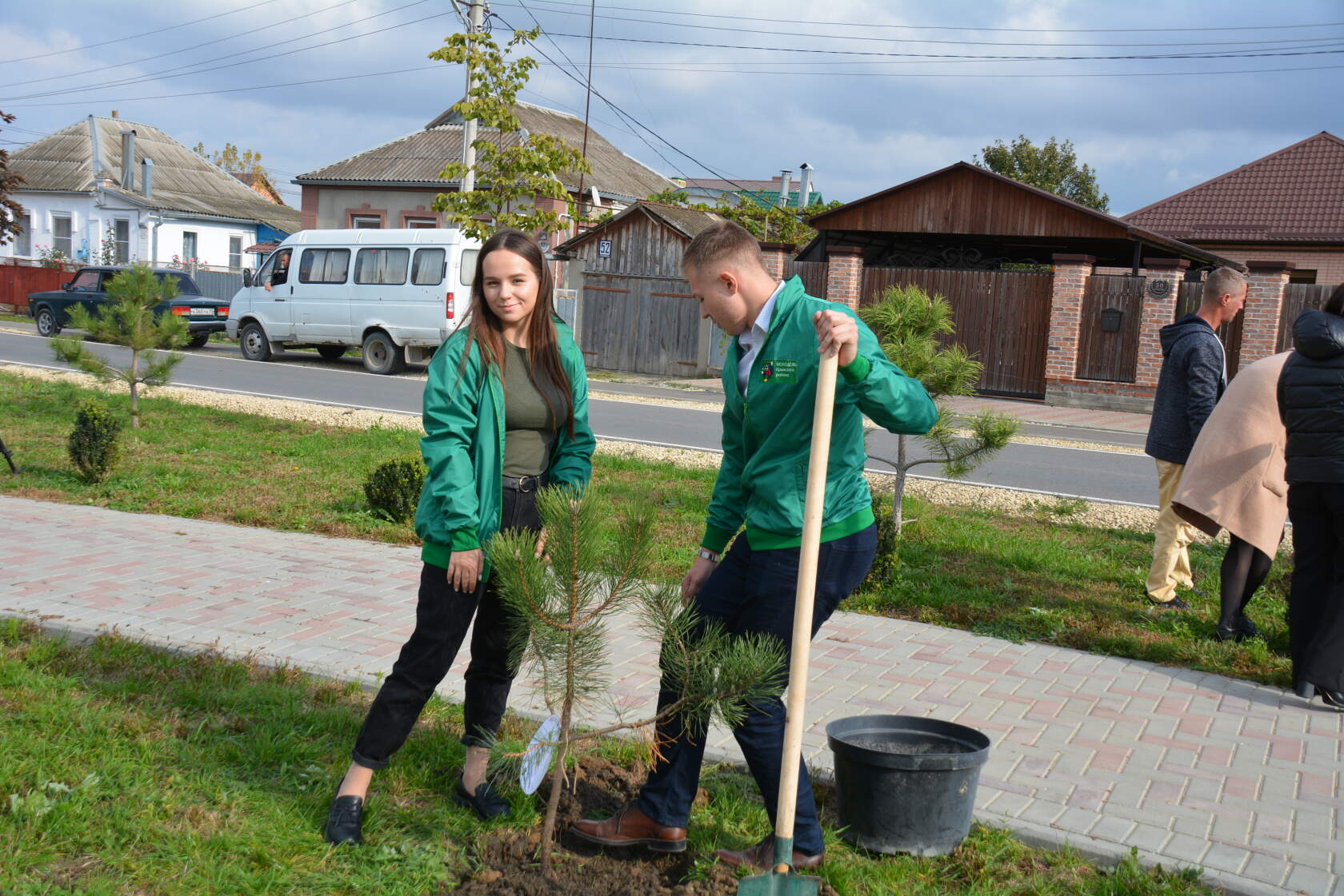 Аллея деревьев из сосен
