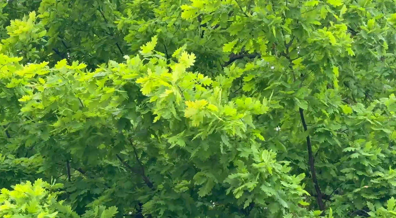 ⚠️ Сильный ветер 