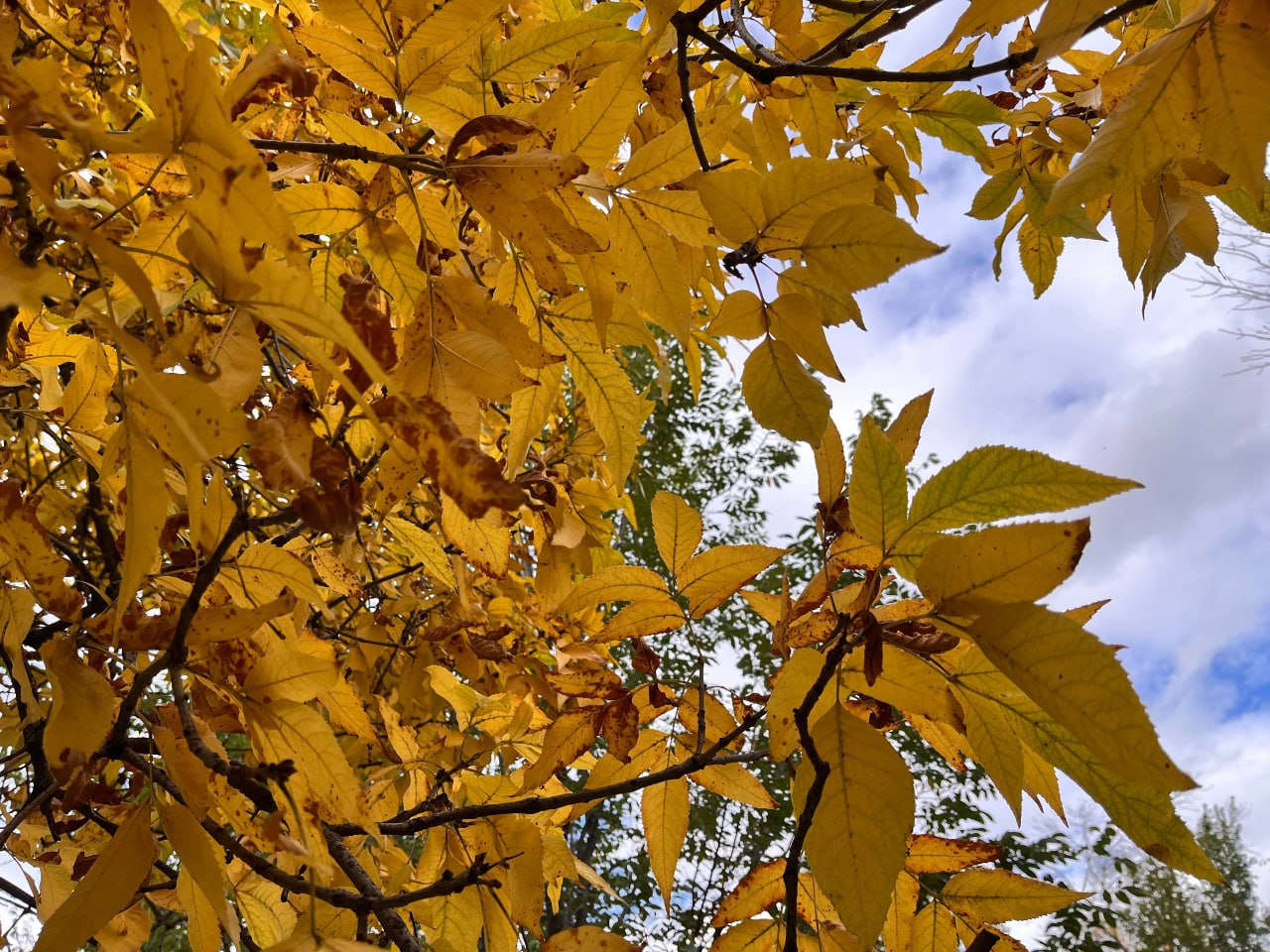 ⚠️ Сильный дождь и ветер 