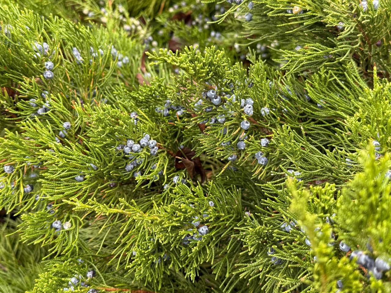 ⚠️ Сильный гололед и ветер