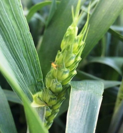 Галлицы на зерновых колосовых