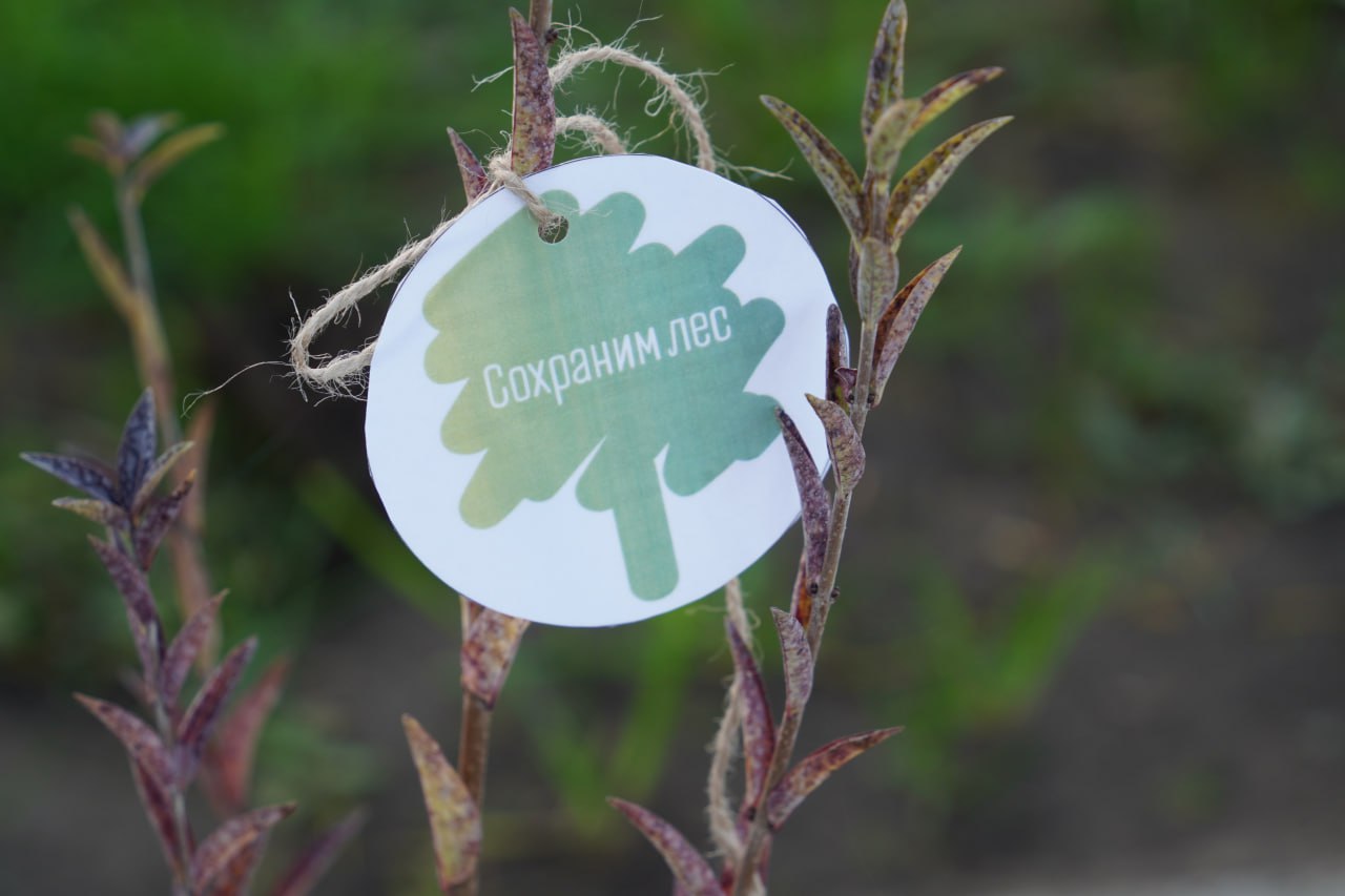 В новой школе в ст. Варениковской сегодня снова высаживали деревья и кустарники