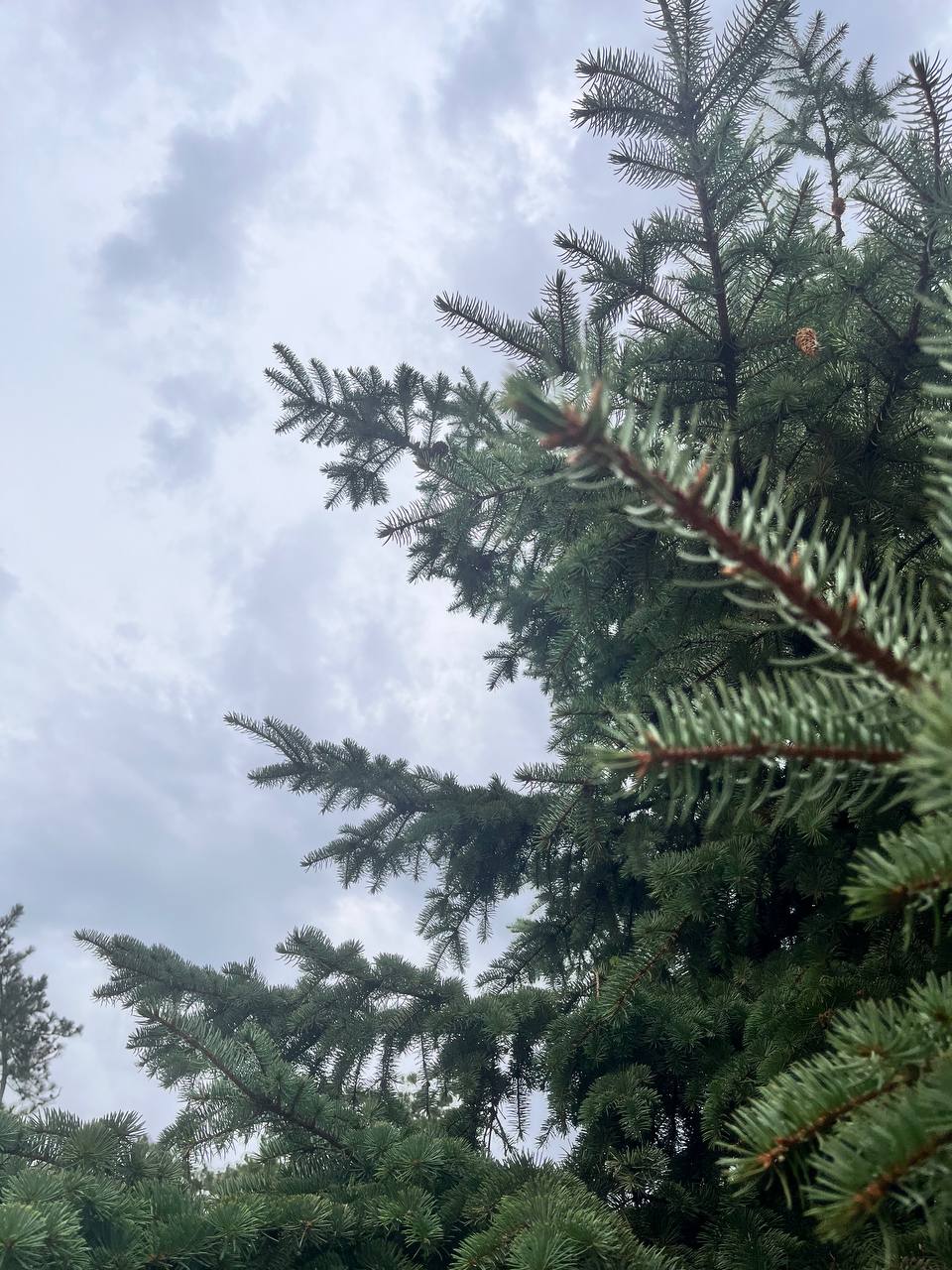 ⚠️ Сильный гололед и ветер