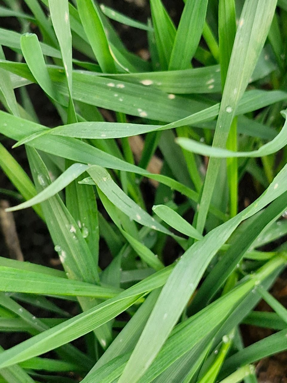 Фитосанитарная ситуация на посевах ﻿озимых колосовых в осенний период 2025 года