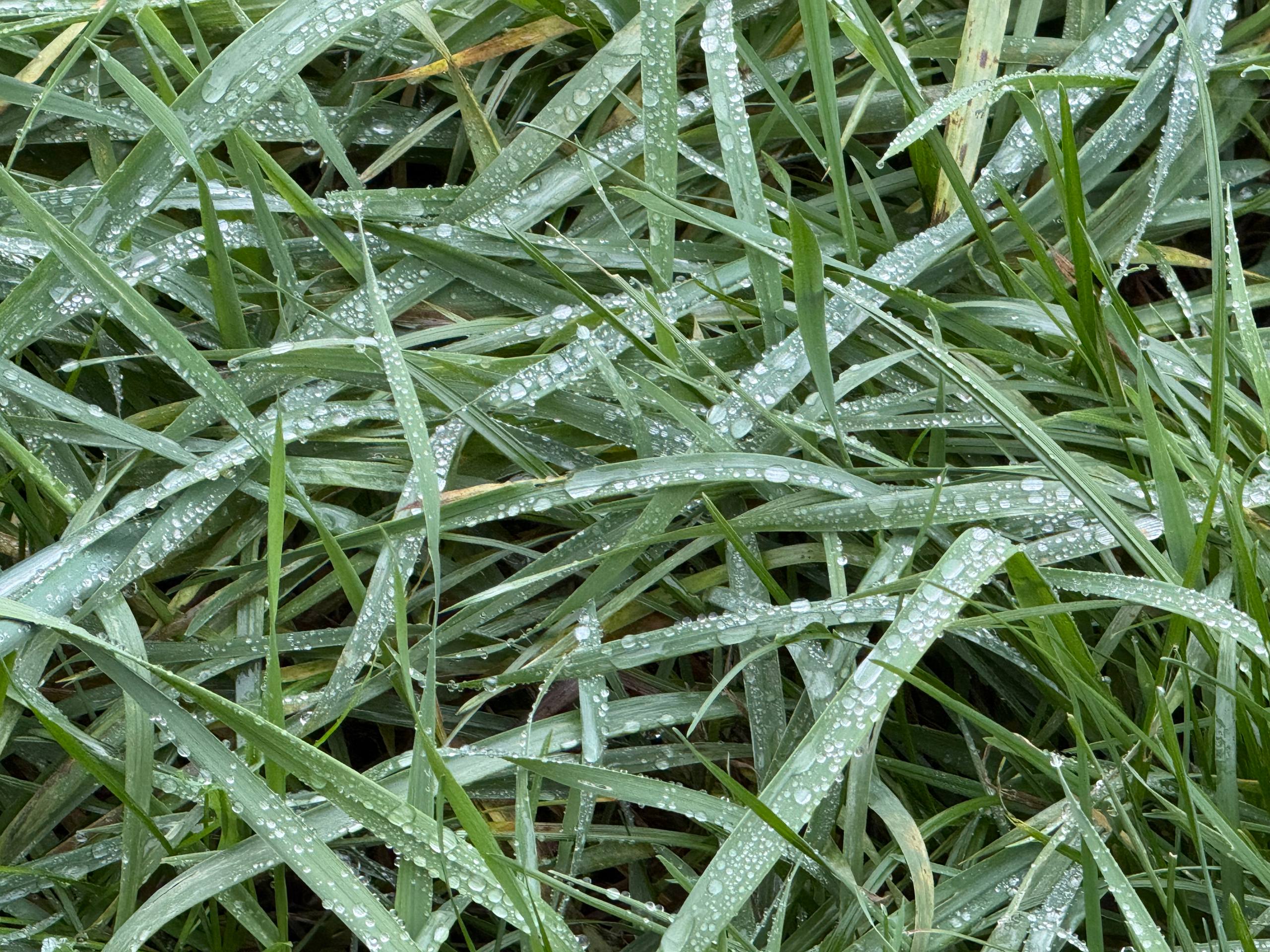 ⚠️ Сильный дождь и ветер