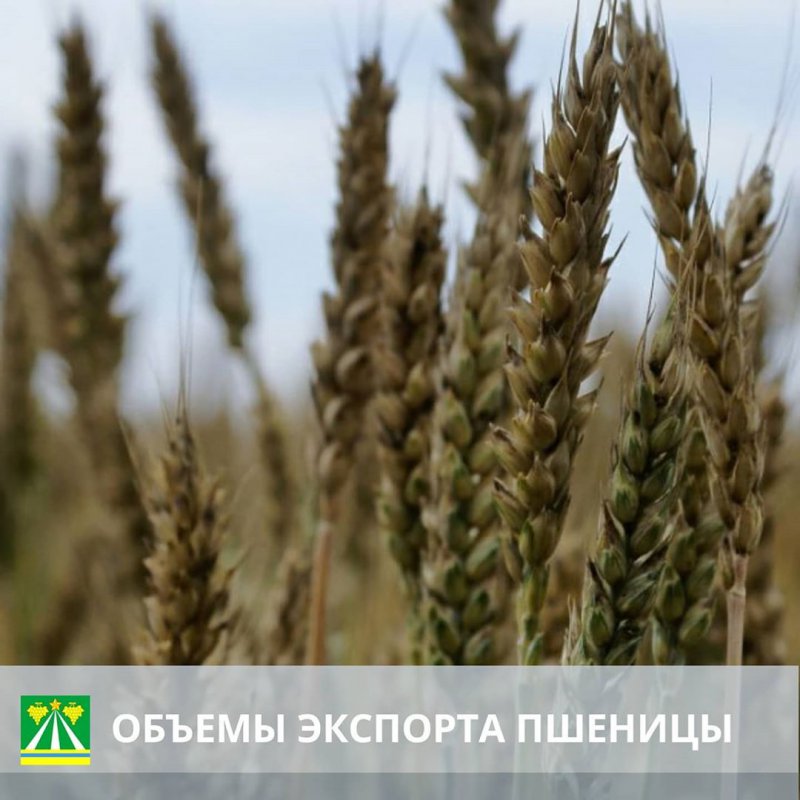 На Кубани пересмотрят объемы экспорта пшеницы в пользу внутреннего потребителя